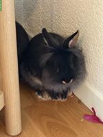 3 Löwenkopf Zwergkaninchen zusammen abzugeben