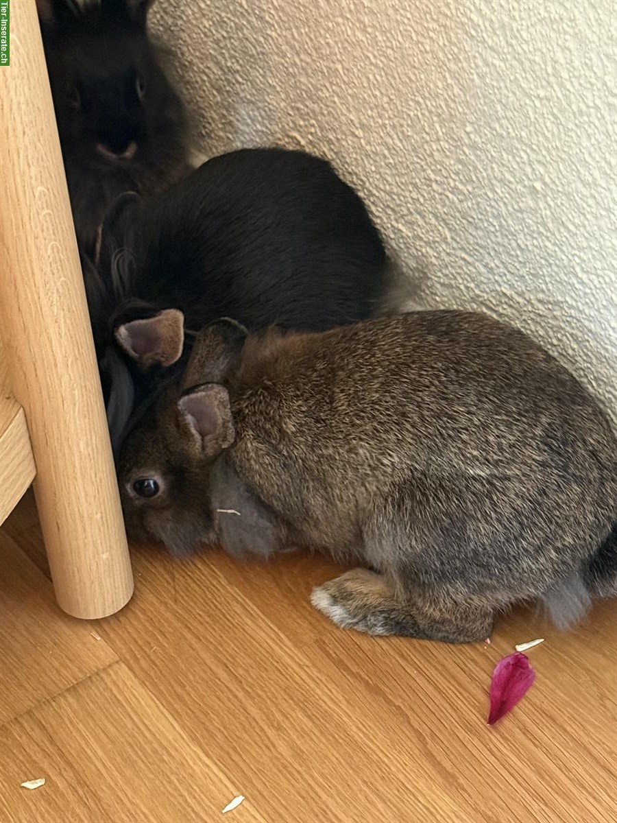 Bild 2: 3 Löwenkopf Zwergkaninchen zusammen abzugeben