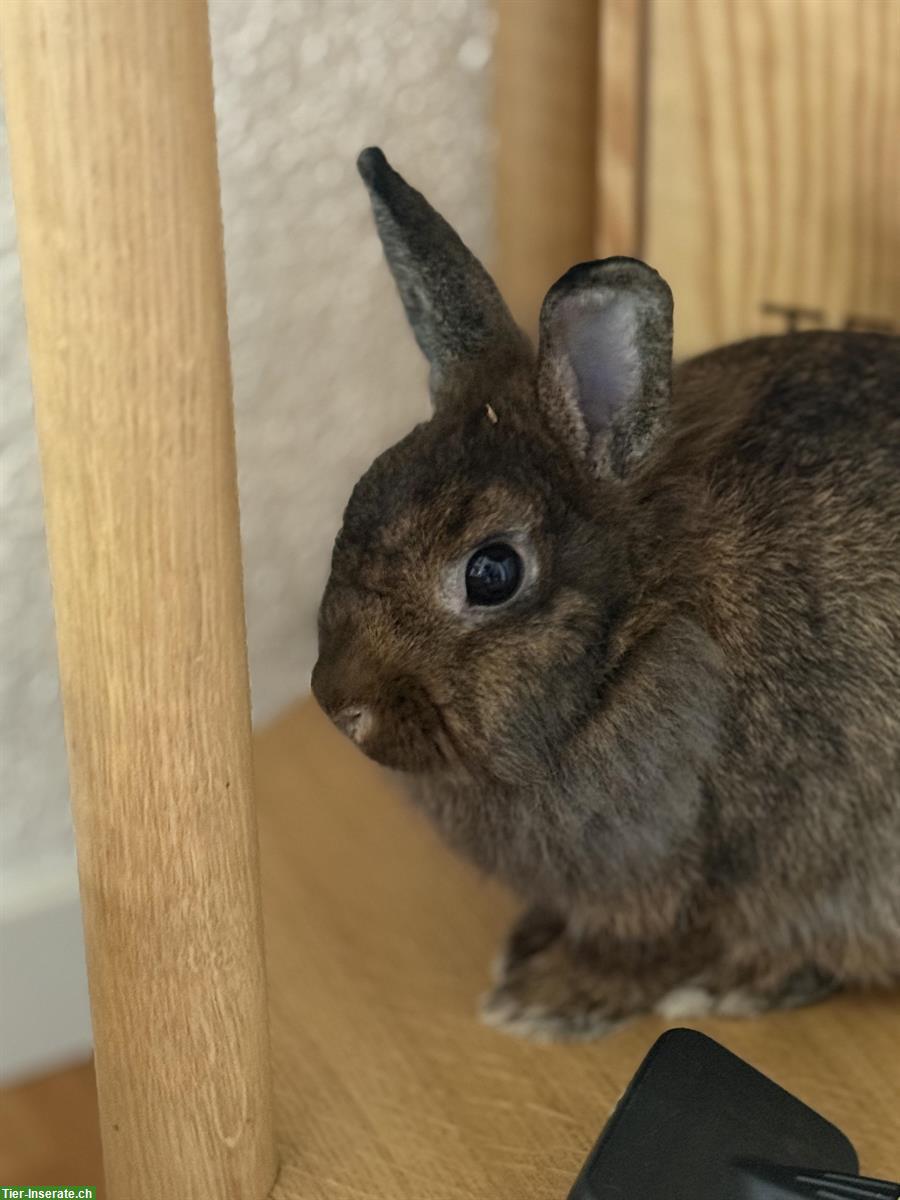 Bild 3: 3 Löwenkopf Zwergkaninchen zusammen abzugeben