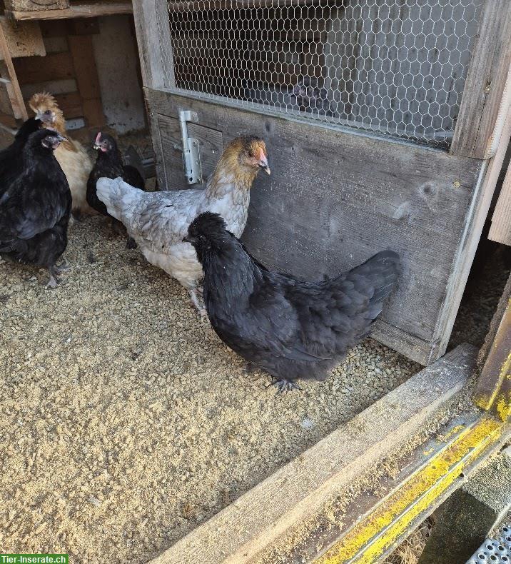 4 Junghennen zu verkaufen, teils Buntleger