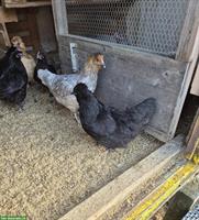 4 Junghennen zu verkaufen, teils Buntleger