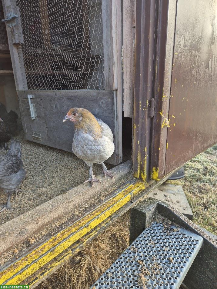 Bild 2: 4 Junghennen zu verkaufen, teils Buntleger