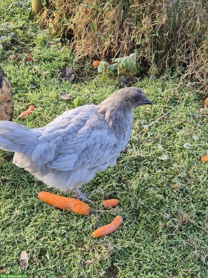 Bild 3: 4 Junghennen zu verkaufen, teils Buntleger