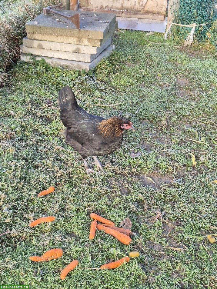 Bild 4: 4 Junghennen zu verkaufen, teils Buntleger