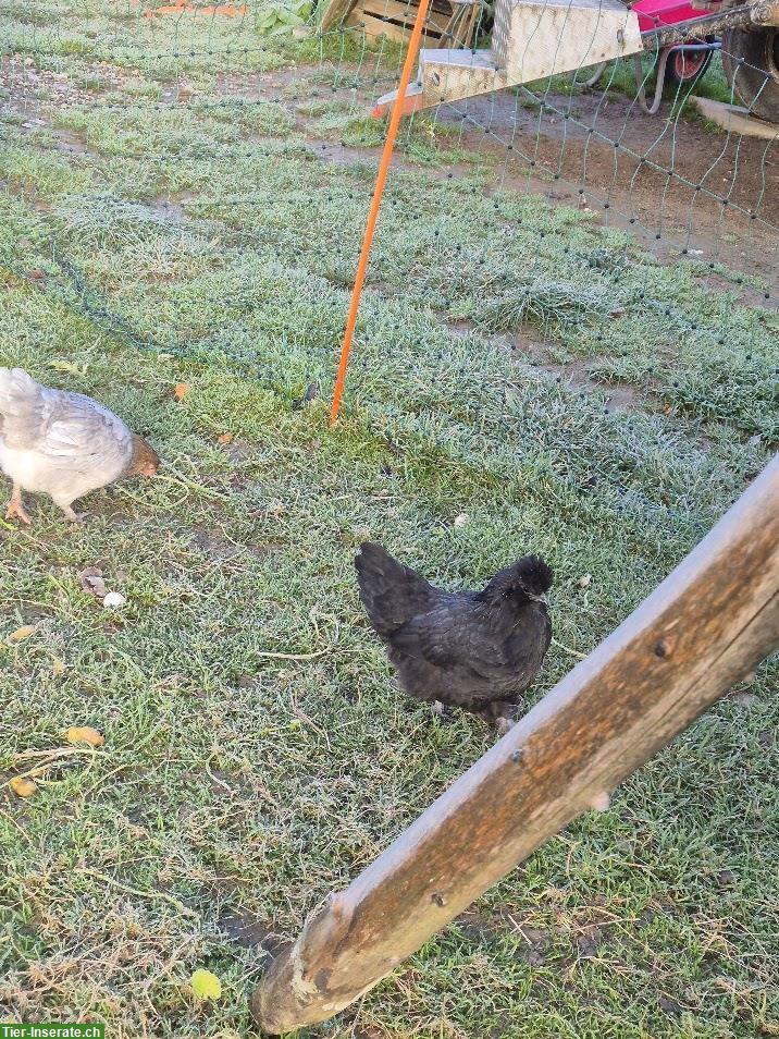 Bild 5: 4 Junghennen zu verkaufen, teils Buntleger