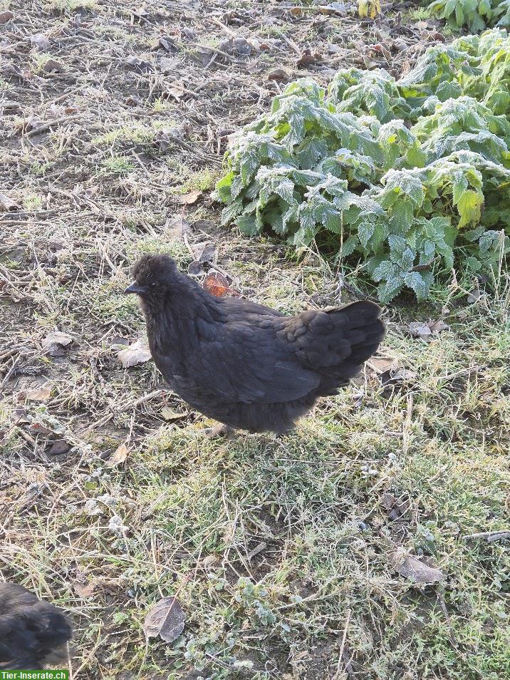 Bild 6: 4 Junghennen zu verkaufen, teils Buntleger