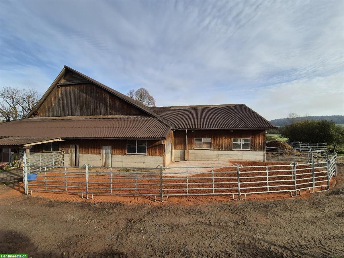 Offenstallplatz frei in 3er Gruppe mit gewässertem Heu, Sempach LU