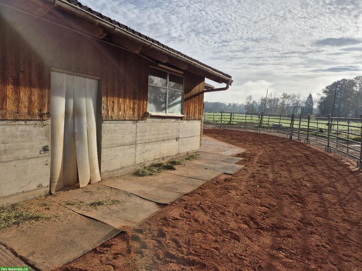 Bild 2: Offenstallplatz frei in 3er Gruppe mit gewässertem Heu, Sempach LU