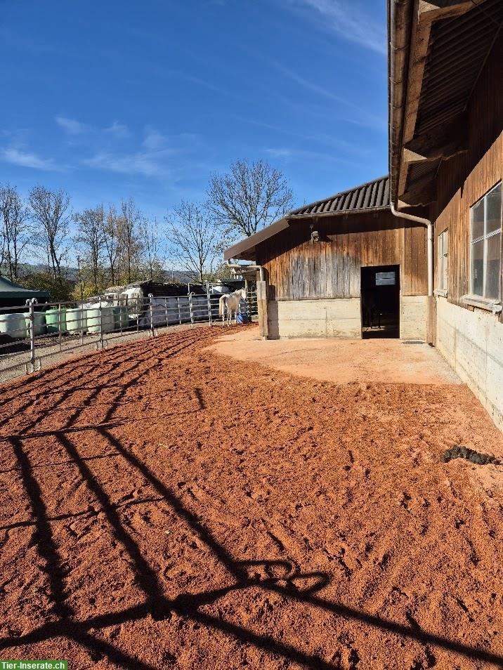 Bild 3: Offenstallplatz frei in 3er Gruppe mit gewässertem Heu, Sempach LU