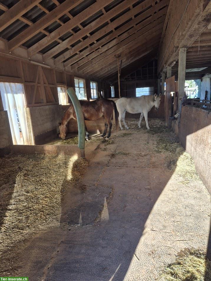 Bild 4: Offenstallplatz frei in 3er Gruppe mit gewässertem Heu, Sempach LU