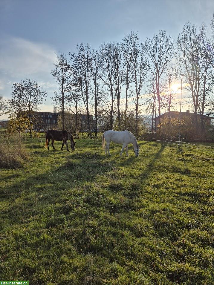 Bild 5: Offenstallplatz frei in 3er Gruppe mit gewässertem Heu, Sempach LU