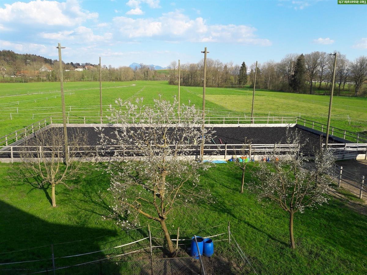 Bild 6: Offenstallplatz frei in 3er Gruppe mit gewässertem Heu, Sempach LU