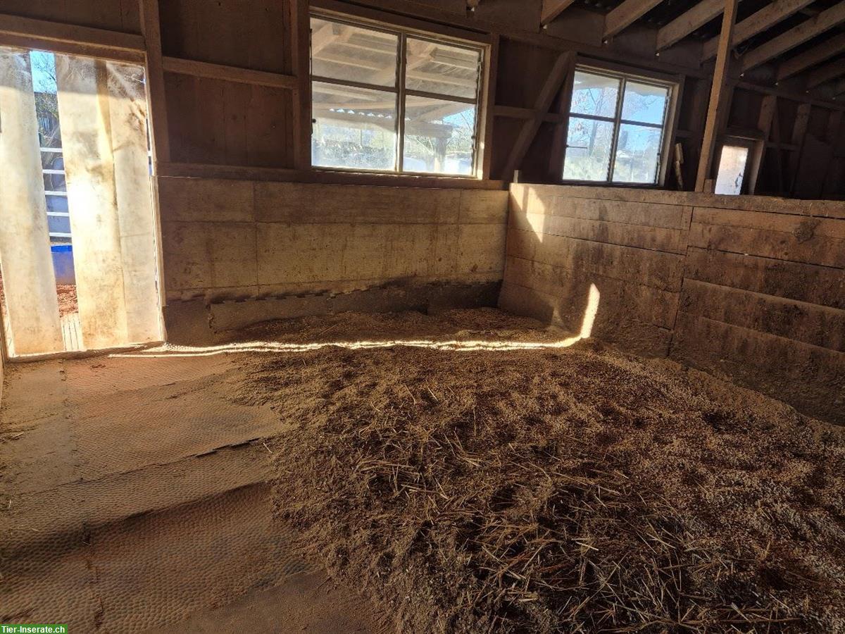 Bild 7: Offenstallplatz frei in 3er Gruppe mit gewässertem Heu, Sempach LU