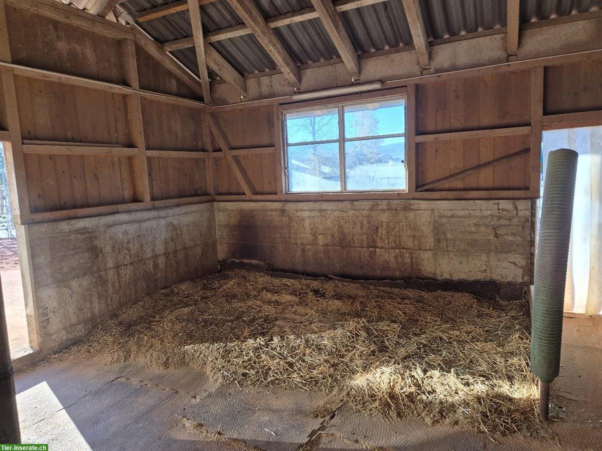 Bild 8: Offenstallplatz frei in 3er Gruppe mit gewässertem Heu, Sempach LU