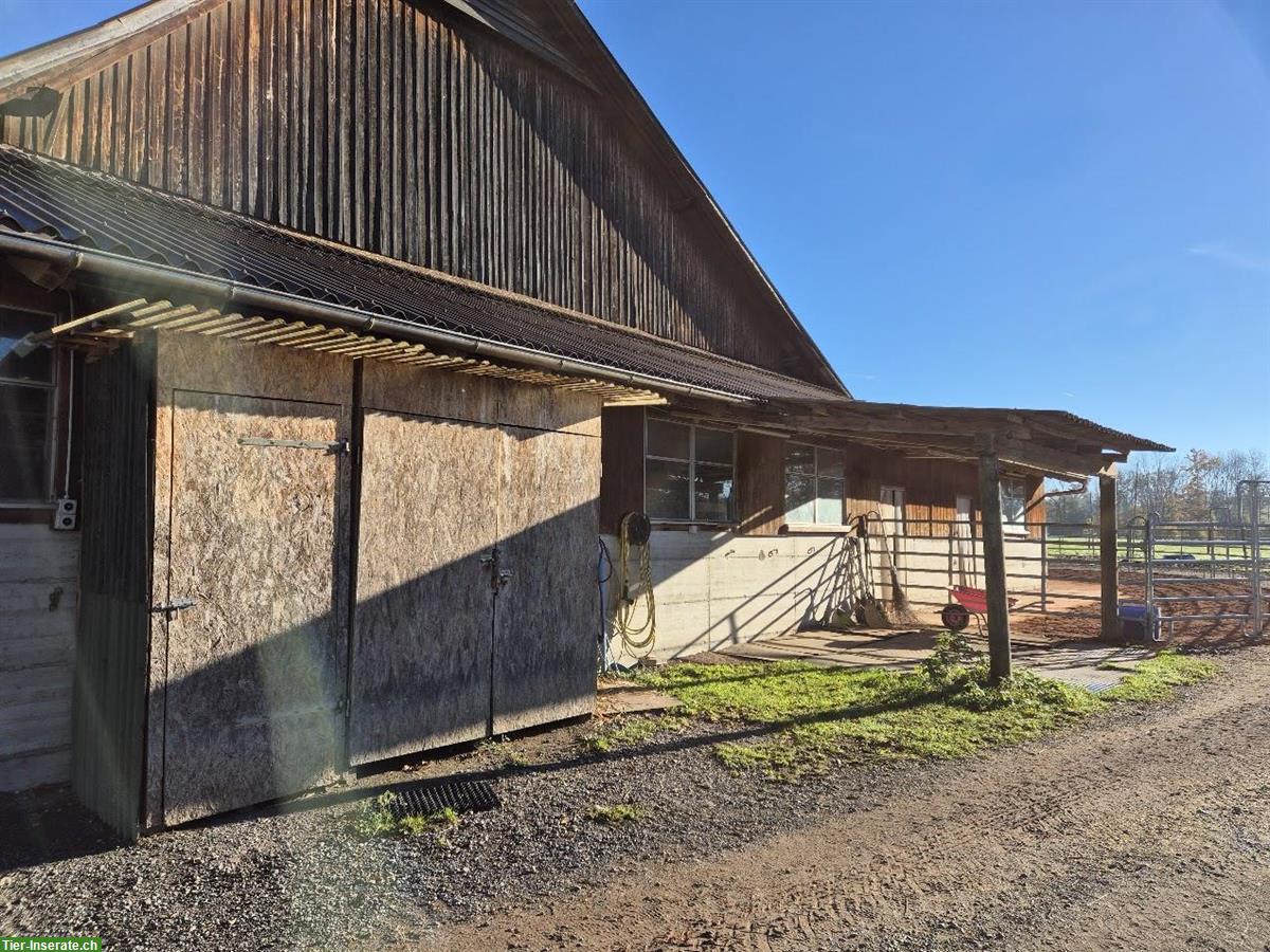 Bild 9: Offenstallplatz frei in 3er Gruppe mit gewässertem Heu, Sempach LU