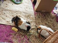 2 Rosetten Meerschweinchen Brüder, weiss & tricolor