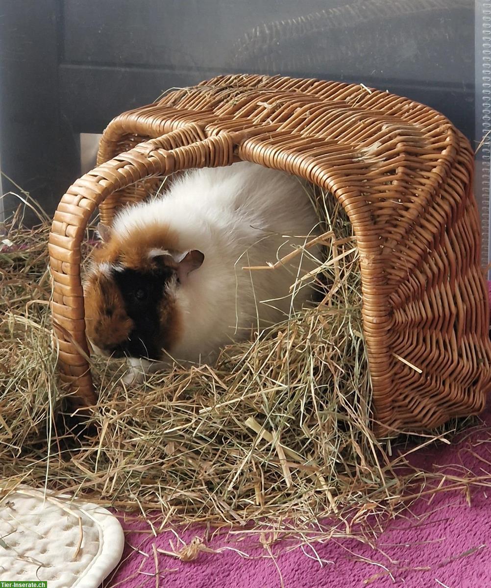Bild 2: 2 Rosetten Meerschweinchen Brüder, weiss & tricolor