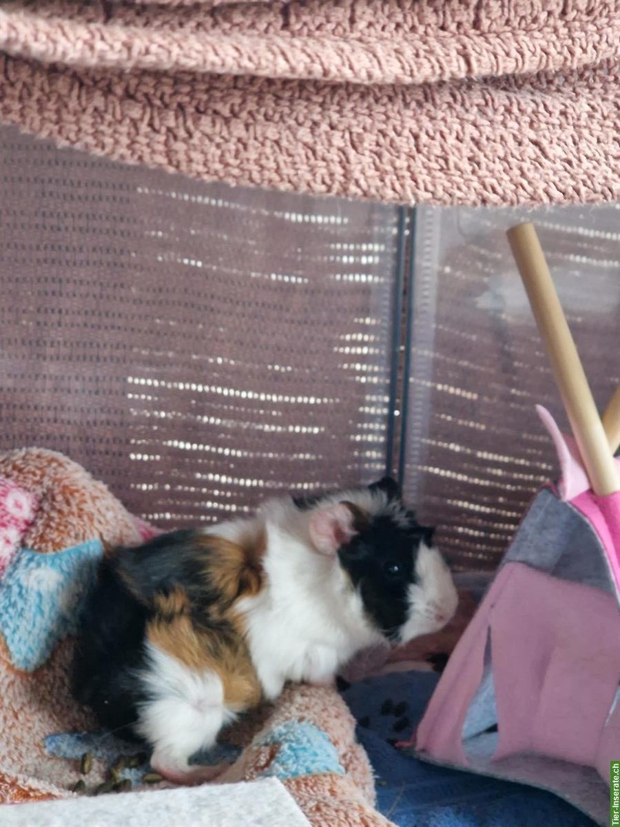 Bild 3: 2 Rosetten Meerschweinchen Brüder, weiss & tricolor