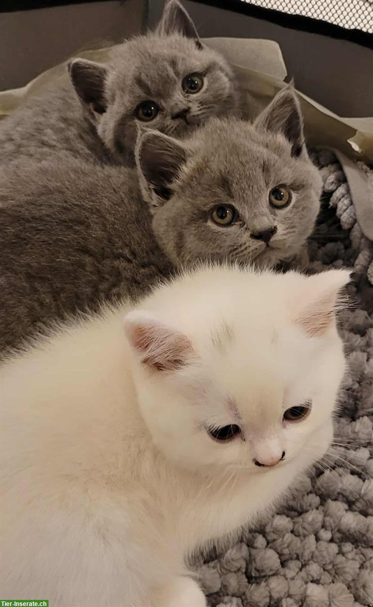 Britisch Kurzhaar Kitten, "Sheba Katze"