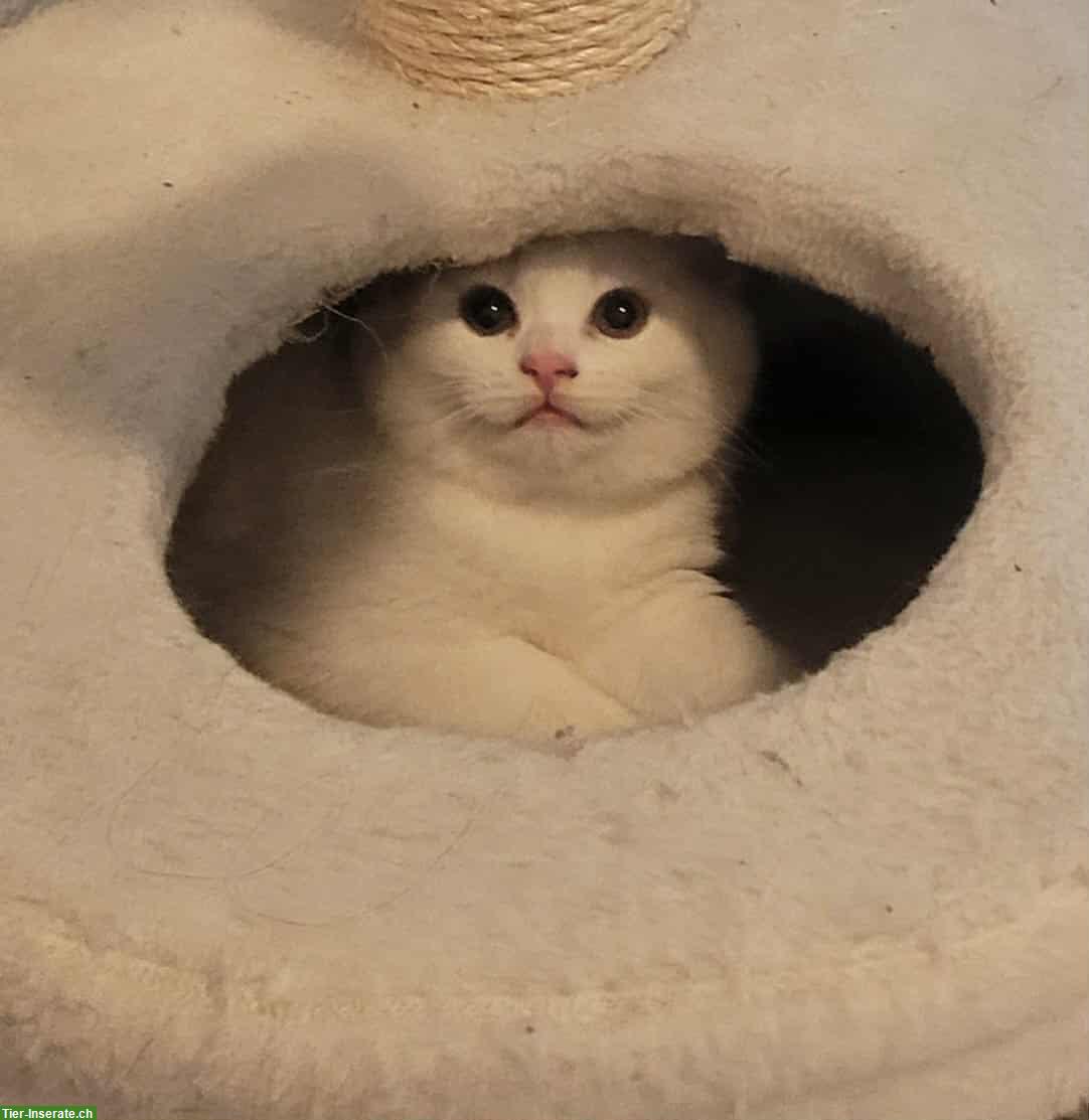 Bild 2: Britisch Kurzhaar Kitten, "Sheba Katze"