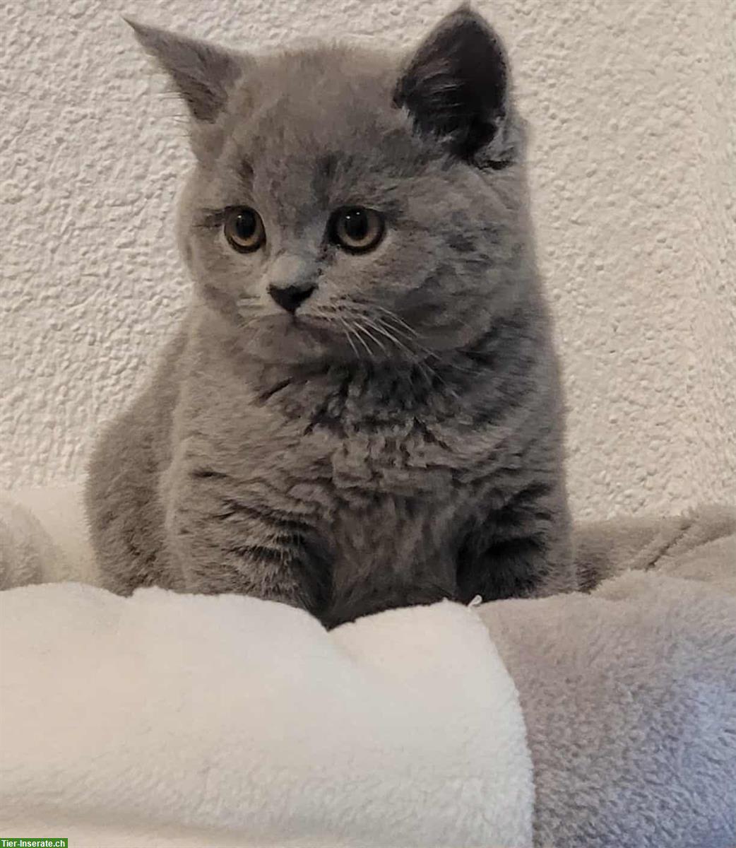 Bild 3: Britisch Kurzhaar Kitten, "Sheba Katze"