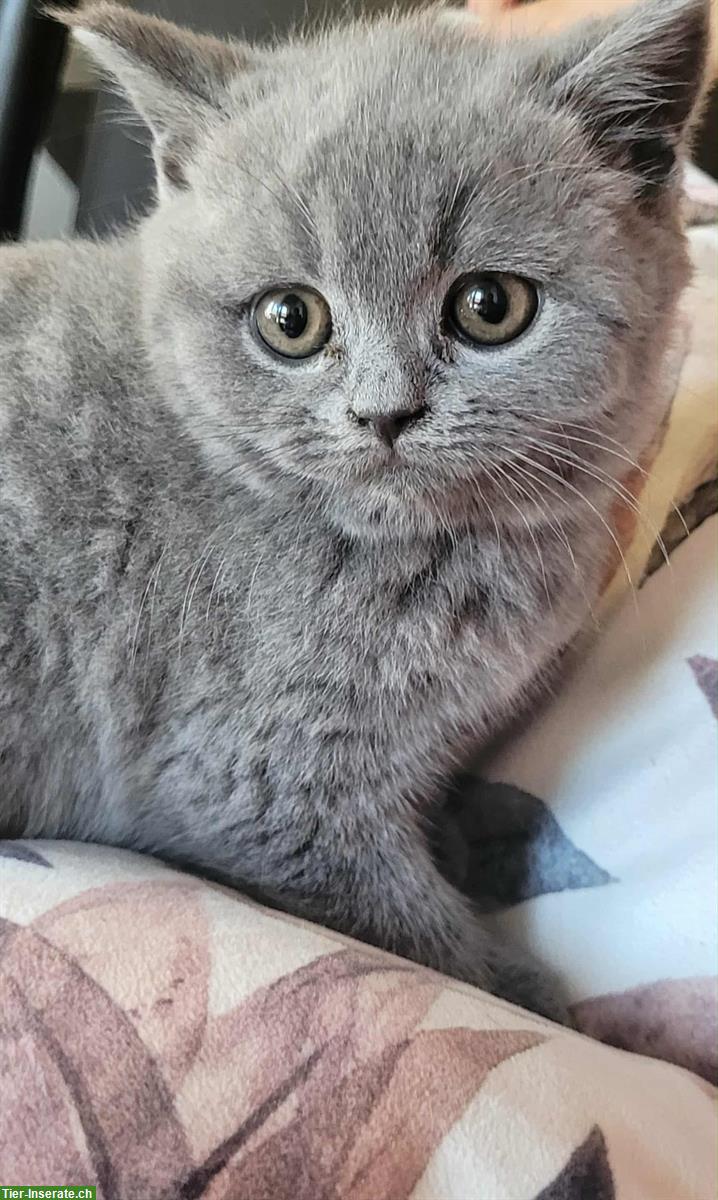 Bild 4: Britisch Kurzhaar Kitten, "Sheba Katze"
