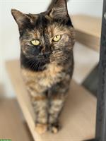 Norweger x Europäer Mischlingskatze, Schildpatt (Tortie)