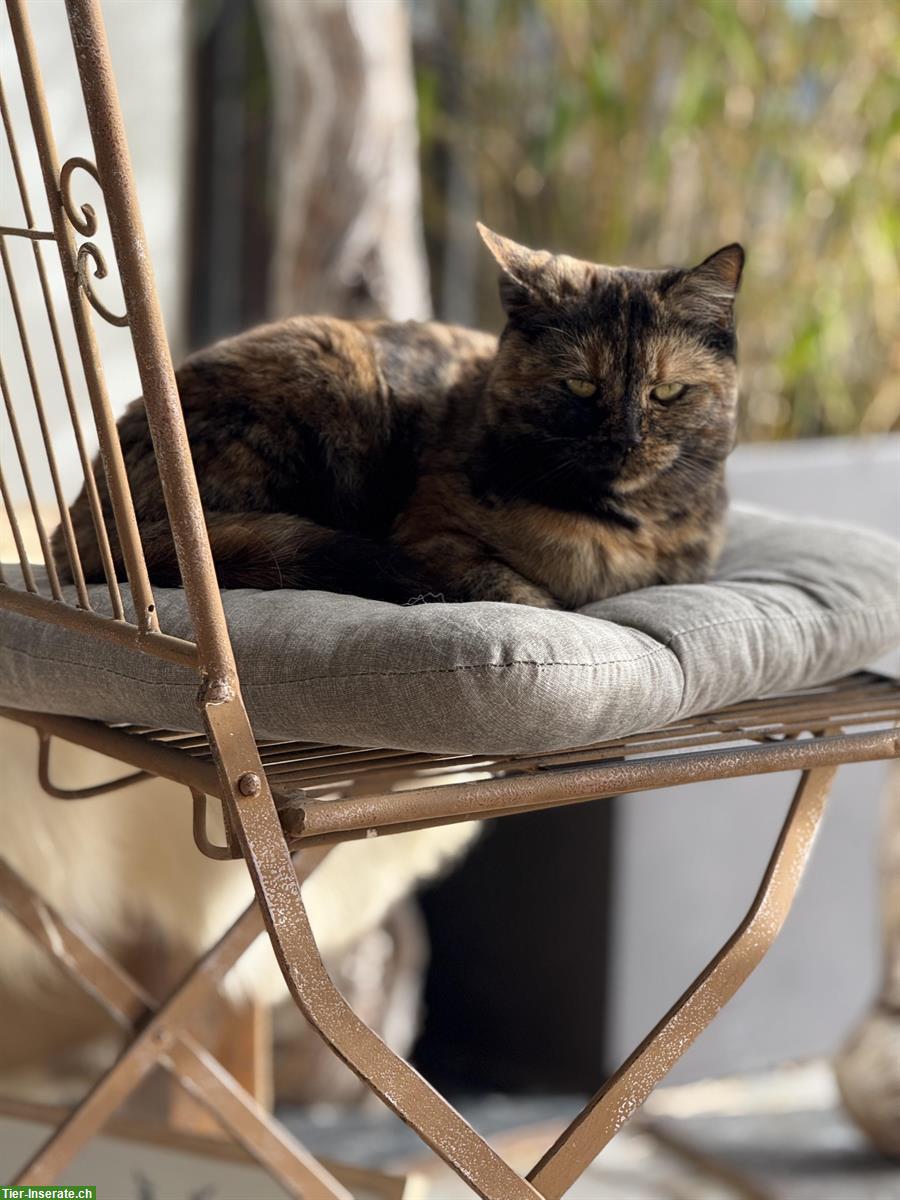 Bild 2: Norweger x Europäer Mischlingskatze, Schildpatt (Tortie)