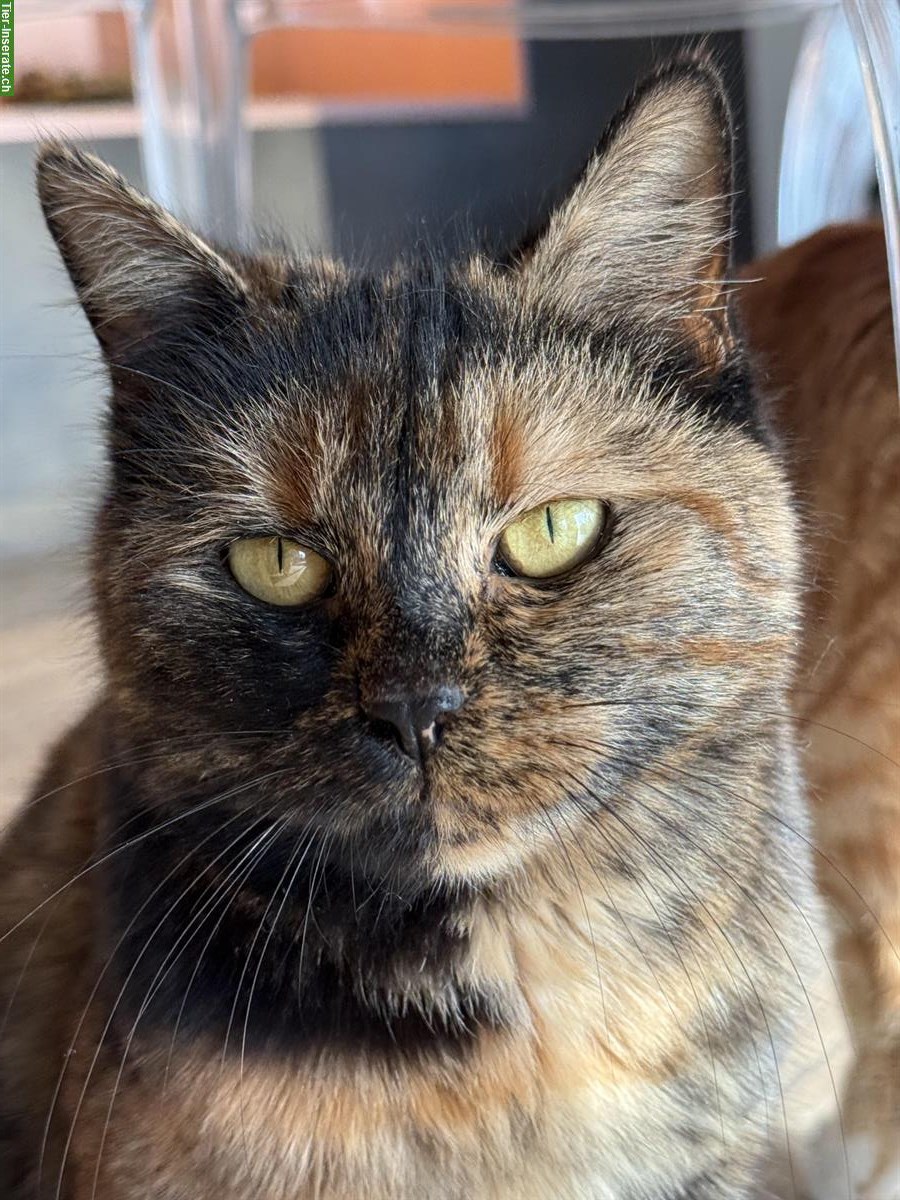Bild 3: Norweger x Europäer Mischlingskatze, Schildpatt (Tortie)