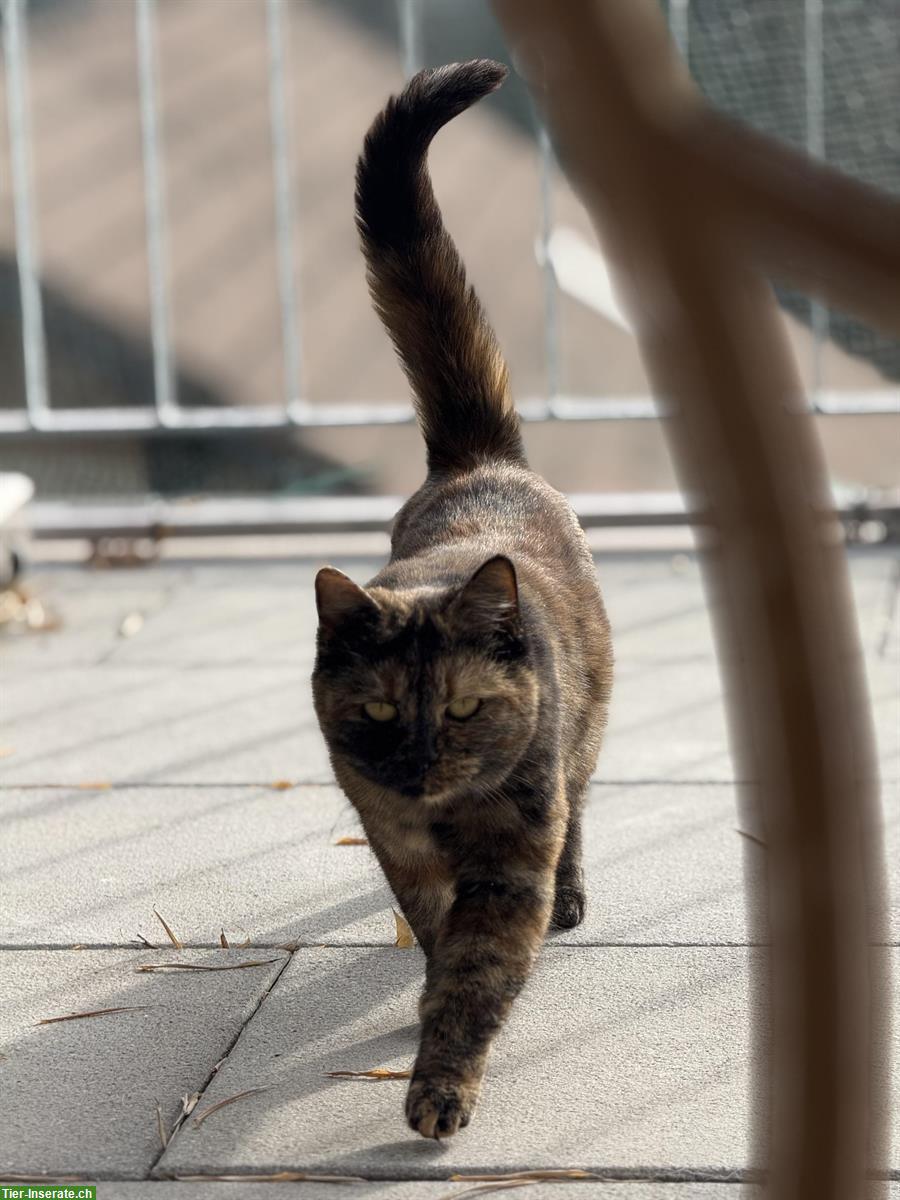 Bild 4: Norweger x Europäer Mischlingskatze, Schildpatt (Tortie)