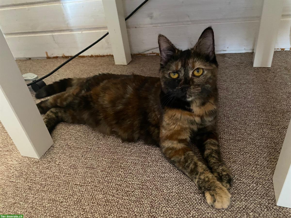 Bild 5: Norweger x Europäer Mischlingskatze, Schildpatt (Tortie)
