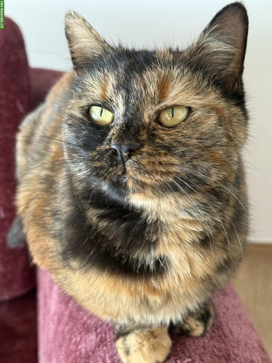 Bild 6: Norweger x Europäer Mischlingskatze, Schildpatt (Tortie)