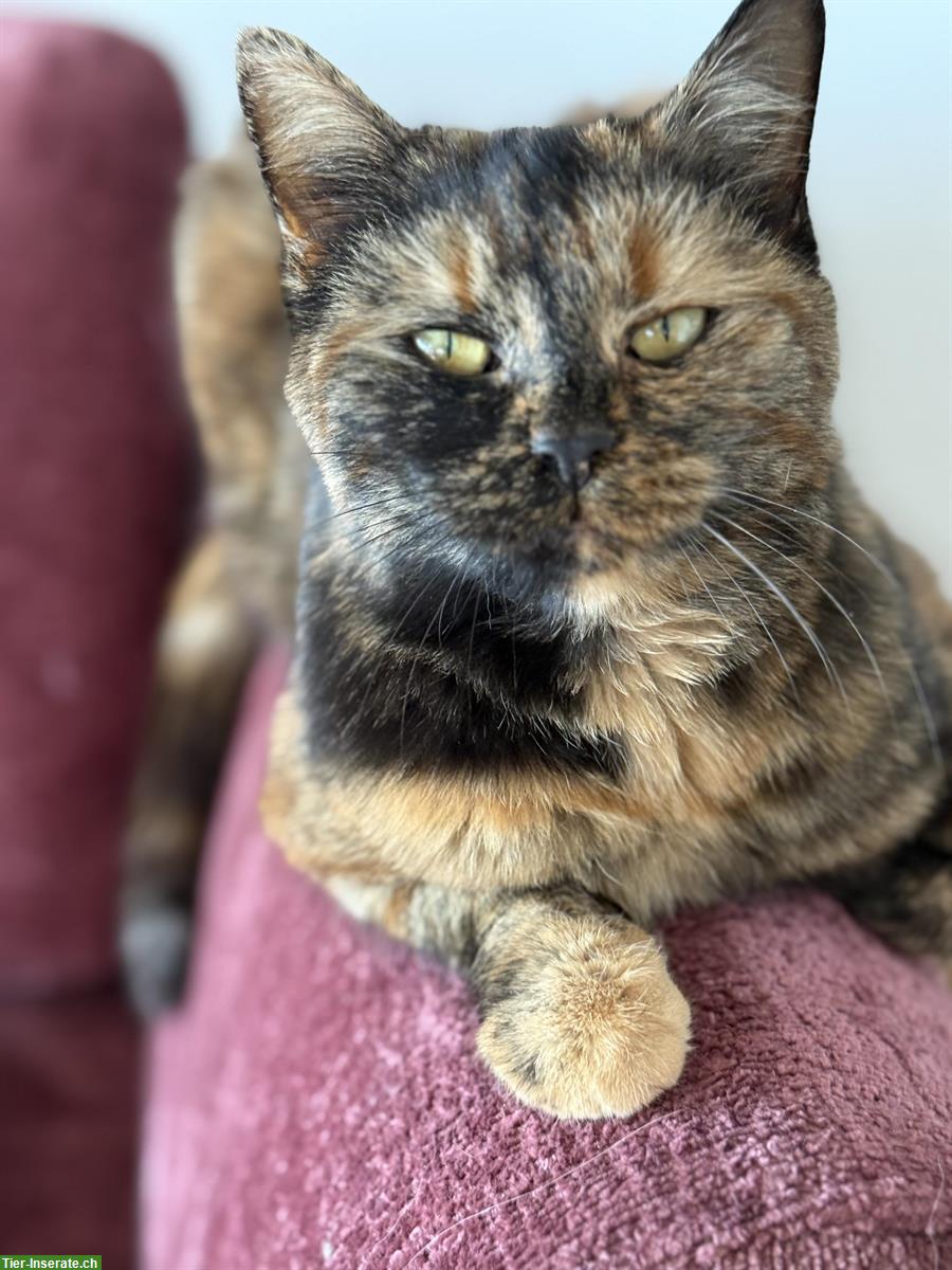 Bild 8: Norweger x Europäer Mischlingskatze, Schildpatt (Tortie)