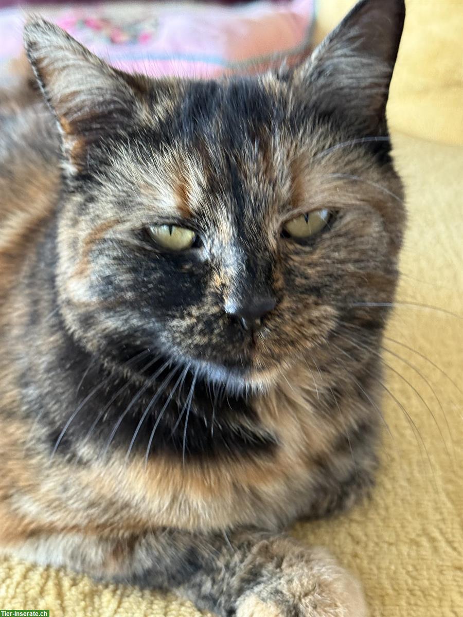 Bild 9: Norweger x Europäer Mischlingskatze, Schildpatt (Tortie)