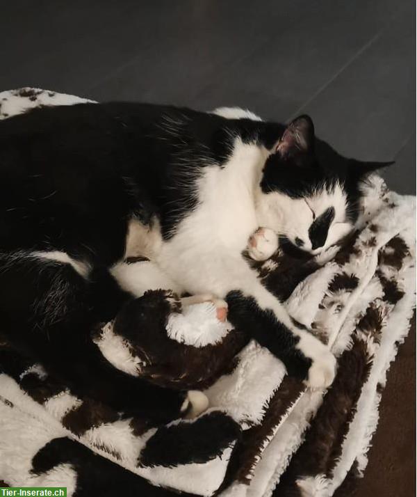 Schwarz-weisse Katze (8 Jahre) sucht Einzelplatz mit Freilauf
