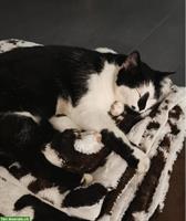 Schwarz-weisse Katze (8 Jahre) sucht Einzelplatz mit Freilauf