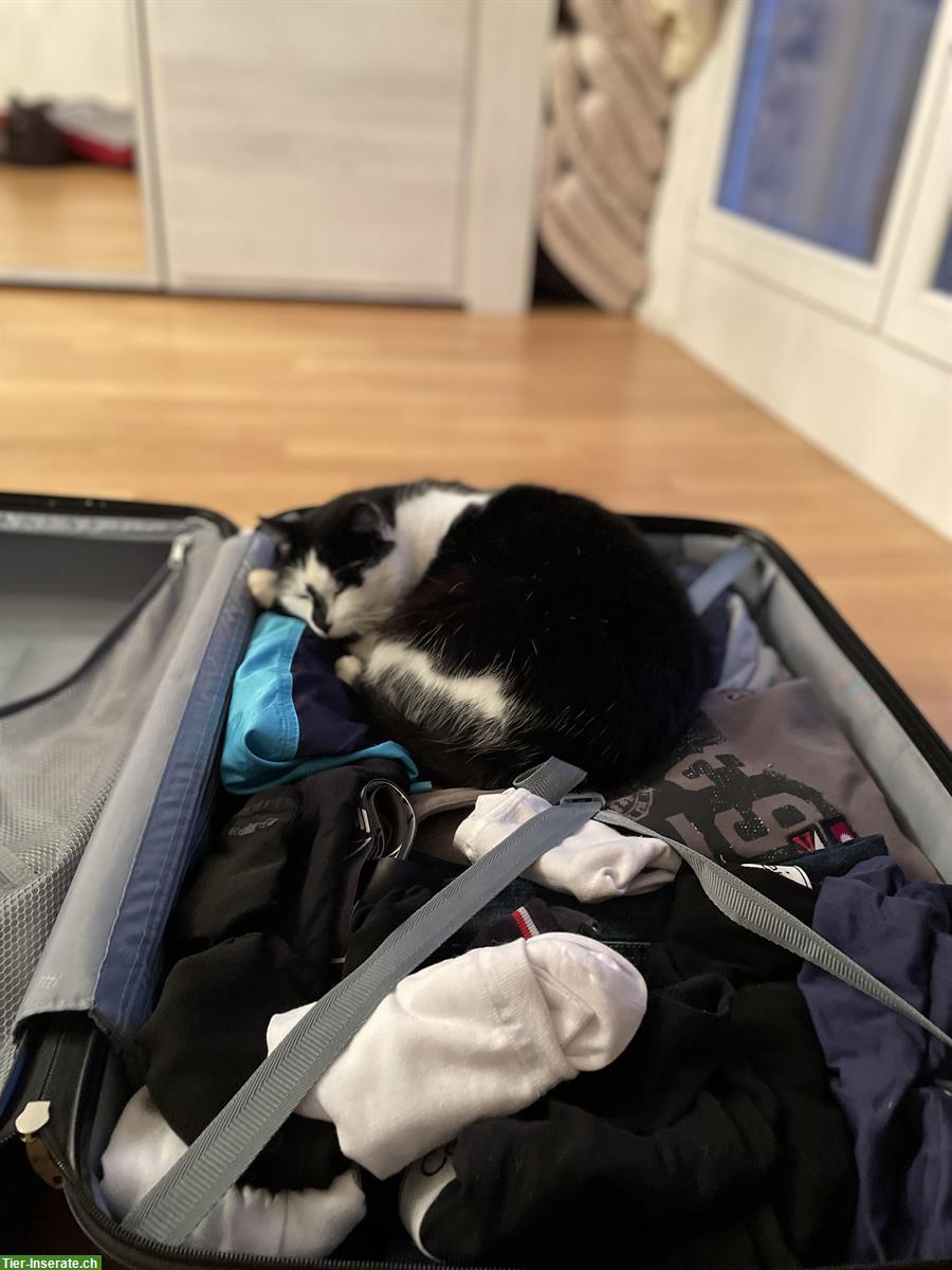 Bild 3: Schwarz-weisse Katze (8 Jahre) sucht Einzelplatz mit Freilauf