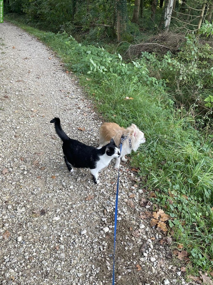 Bild 4: Schwarz-weisse Katze (8 Jahre) sucht Einzelplatz mit Freilauf