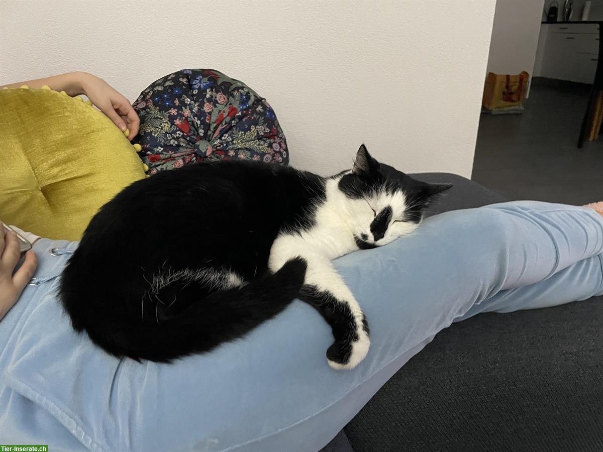 Bild 5: Schwarz-weisse Katze (8 Jahre) sucht Einzelplatz mit Freilauf