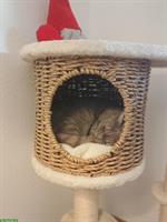 2-jährige BKH Katze sucht neues Zuhause