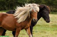 Pensionsplatz für Isländer Wallach, Niederrohrdorf AG