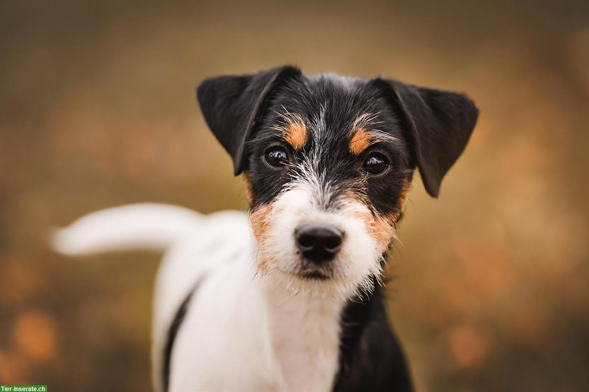 Jackapoo Welpen | Wurfankündigung