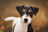 Jackapoo Welpen | Wurfankündigung