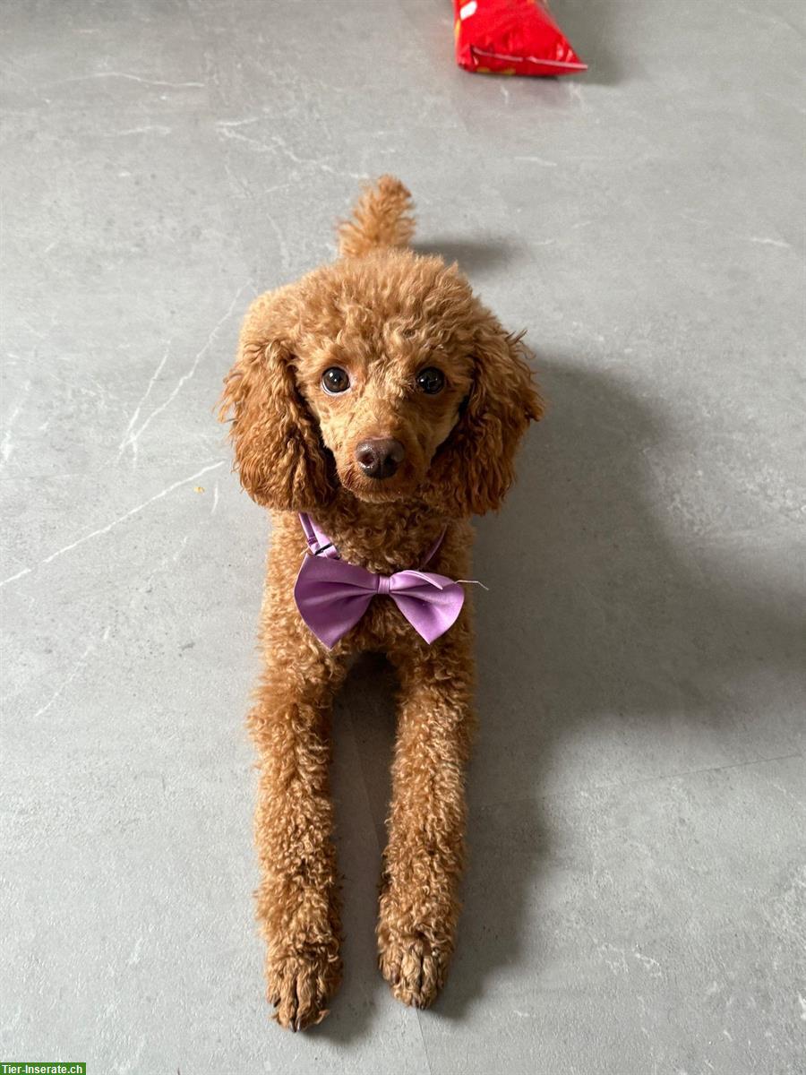 Bild 3: Jackapoo Welpen, süsser Rüde