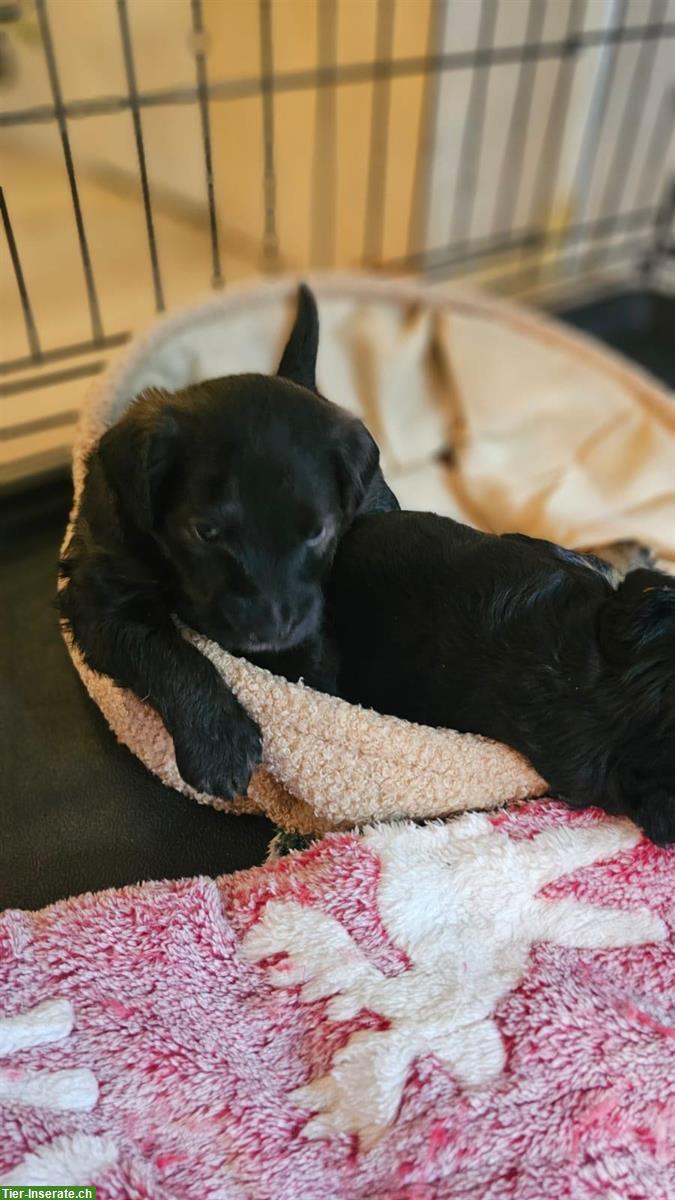 Bild 5: Jackapoo Welpen, süsser Rüde