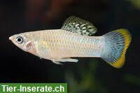 Campeche Mollys, sehr selten gepflegte Lebendgebärende