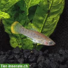 Bild 2: Campeche Mollys, sehr selten gepflegte Lebendgebärende