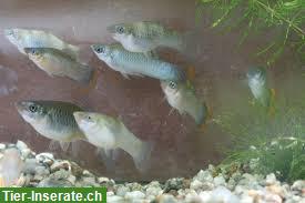 Bild 3: Campeche Mollys, sehr selten gepflegte Lebendgebärende