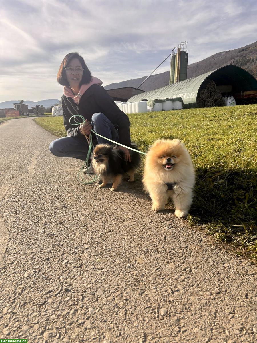 Bild 3: 🐶 Hundebetreuung & Hundespazierdienst im Berner Seeland