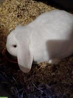 Junges Zwergwidder Weibchen (weiss) abzugeben